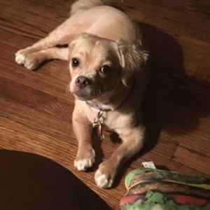 Meet your Posher, Patricia